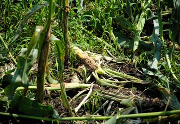dégâts de sanglier betteraves maïs fédération des chasseurs de l'Oise