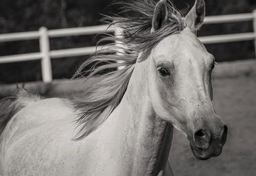 chevaux mutilés Normandie procès garde à vue tribunal