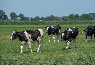 identification élevage bovin DDTM risques sanitaires mélange troupeaux