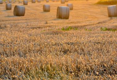 bilan des moissons céréales blé tendre blé dur colza pois 