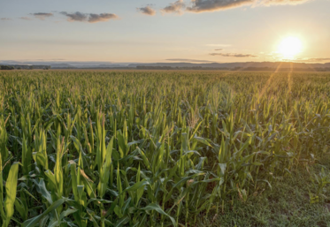 maïs ensilage fourrages matière sèche alimentation animale dates de récolte