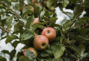 vergers pommes poires récolte 2025 