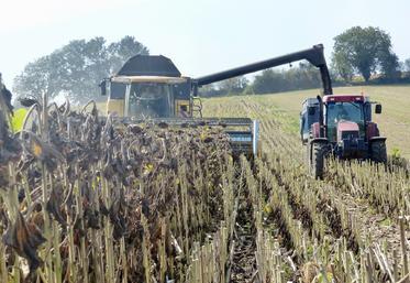 Récolter au stade optimal garantit marge et qualité.