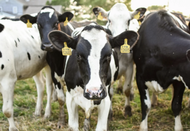FCO 8 Aisne GDS Picardie vaccination élevage bovin laitier vaches laitières