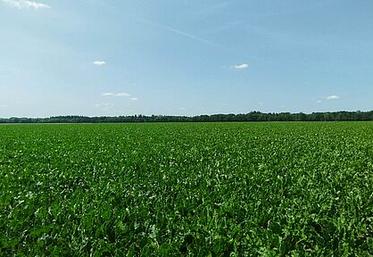 impact de la sécheresse estivale sur les rendements de maïs, betteraves et tournesol