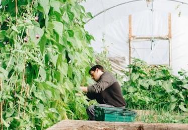 maraîcher production légumière maraîchage production de légumes
