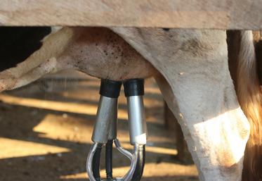 La marge brute laitière est en hausse sur la campagne 2024-2025.