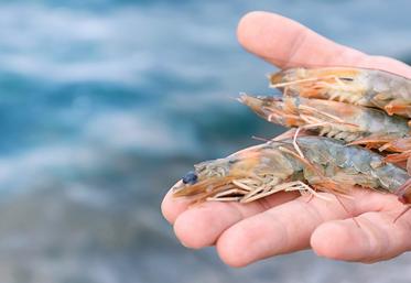 Des crevettes aux insectes, une première en Europe.