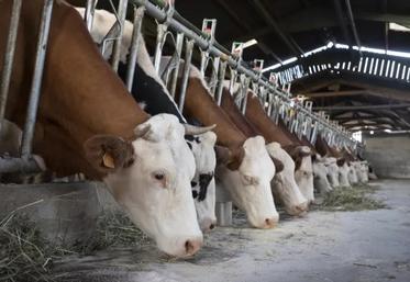 DNC dans un élevage bovin du Rhône 