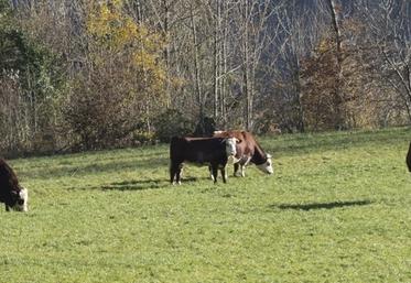 DNC vaccination élevage bovin Ain