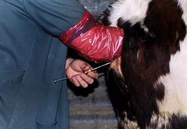 IA insémination artificielle élevage bovin reproduction