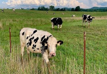 pousse de l'herbe sécheresse fourrages sécheresse