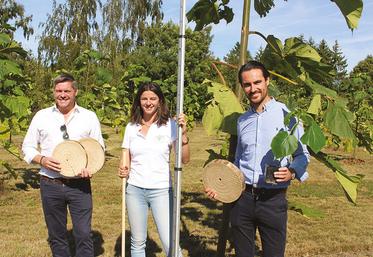 Benjamin Carrion et Baptiste Mauviel, co-fondateurs de la société Paulownia Nature, entourent Lucile Mauviel. Ils présentent le bois obtenu et un plant.