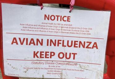 influenza aviaire en Europe Royaume-Uni Allemagne Belgique Espagne