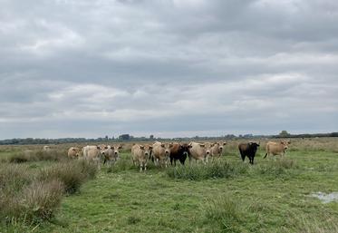 Le pâturage en zone humide est essentiel pour le maintien des écosystèmes. 