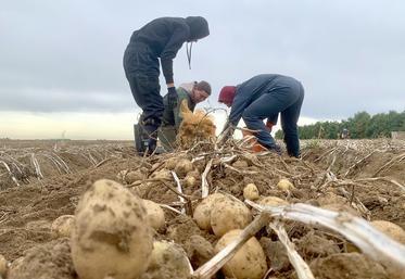 arrachage pommes de terre
