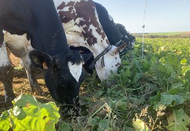 Il faut prévoir un front d’attaque suffisamment large, pour offrir 1 m par vache. 