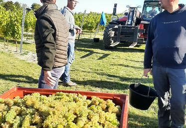 Sitôt les grappes récoltées, comme ici à Neuville-Saint-Vaast, elles ont été acheminées au chai situé à Dompierre-Becquincourt, à l’est de la Somme. 
