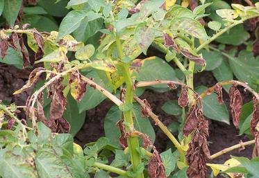 De par son incidence sur les rendements et la qualité, le mildiou est actuellement la principale maladie des cultures de pomme de terre.