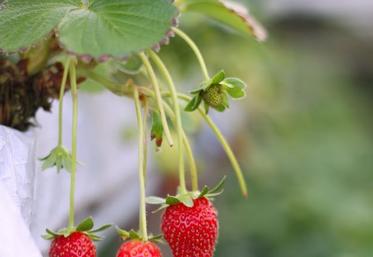 fraises