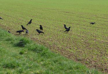 Le classement des espèces susceptibles d’occasionner des dégâts repose sur une procédure réglementaire stricte. Dans le cas du corbeau freux, espèce indigène,  il relève du groupe 2, fixé pour trois ans par arrêté ministériel. Le dernier datant du 3 août 2023.