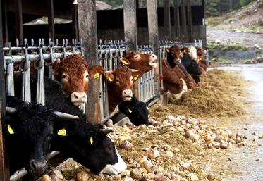 un éleveur de la Somme au tribunal pour tapage nocturne 