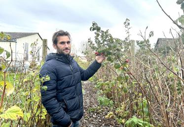 Depuis quatre ans, Xavier Sek produit des fruits rouges 100 % bio, dans une démarche “respectueuse de l’environnement”. 