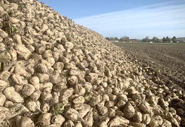 Les fins de campagne sont désormais attendues entre le 25 et le 31 janvier, selon les usines travaillant les betteraves samariennes.