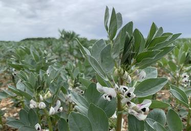 Les bénéfices sont encore plus nets lorsque la rotation intègre une légumineuse comme la féverole, le pois ou la luzerne. 