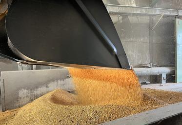 Une fois récolté, le maïs est livré au séchoir de Rosières-en-Santerre, qui sèche le grain entre 50 et 55°C dans les 72h après réception, pour atteindre le taux d’humidité requis de 15 %. 