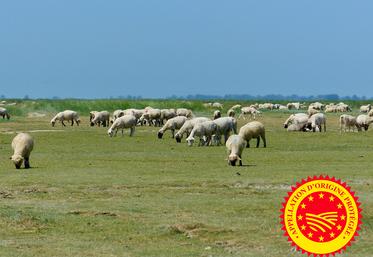 Comme pour les agneaux AOP des prés salés de la Baie de Somme, le Siqo garantit l’origine et la qualité des produits régionaux. 