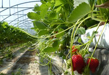Les endives et les fraises sont deux produits phares du Marché de Phalempin. 