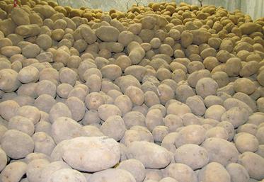 L’application de solutions antigerminatives doit se faire sur des tubercules bien secs et cicatrisées, souvent trois semaines a minima post récolte. 