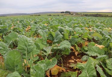 La mesure du poids vert du colza en entrée hiver est fortement recommandée pour optimiser la fertilisation azotée des gros colzas.La mesure du poids vert du colza en entrée hiver est fortement recommandée pour optimiser la fertilisation azotée des gros colzas.