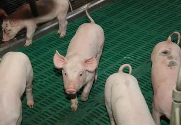 Dans le panorama national, l’élevage de porc dans les Hauts-de-France place cette région au 5e rang. 
