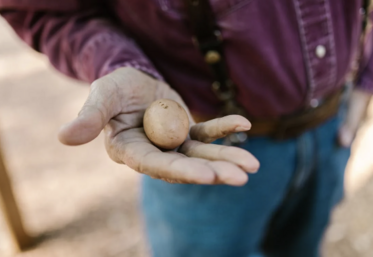 grippe aviaire dispositif d'indemnisation