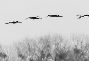 grippe aviaire migration canards sauvage influenza aviaire EFSA