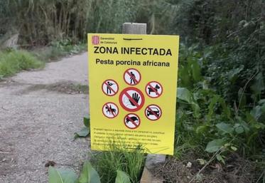 peste porcine Espagne 