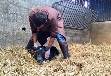 La vaccination est particulièrement pertinente pour la protection des jeunes bovins. 