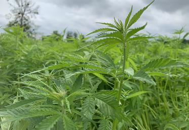 Pour la région Hauts-de-France, investir dans le développement de la bioéconomie, comme la filière chanvre, permet de se démarquer à l’échelle européenne. 
