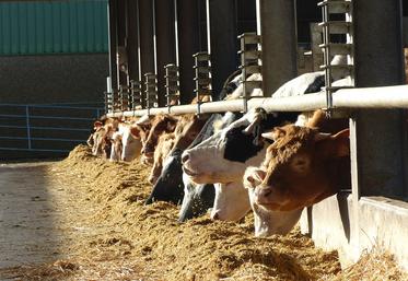 Parmi les hausses de prix figurent celle des gros bovins (+ 25,4 %).