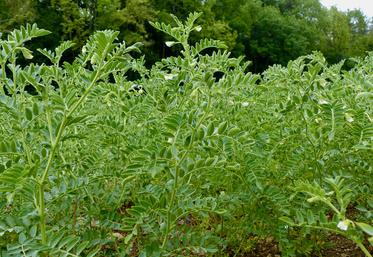En raison du risque de récolte tardive à cause d’un automne humide, la culture  du pois chiche et déconseillée en Hauts-de-France. 