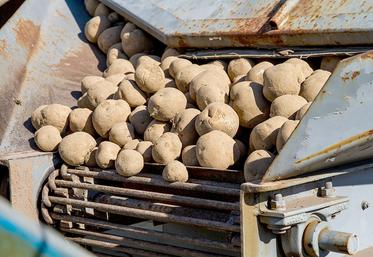 Aviko a annoncé une baisse des prix contractuels d’environ 20 %. 