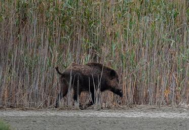 Pour le sanglier, les prélèvements sont pour la deuxième année consécutive  en hausse (+2,1 %).