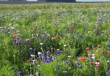 Toute personne peut se prévaloir de la prescription trentenaire à la condition  de se comporter «en véritable propriétaire» et «être de bonne foi».