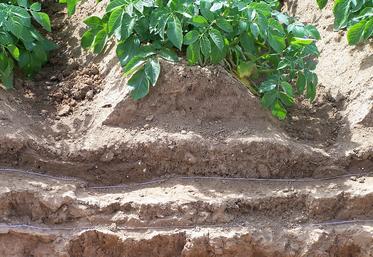 Une bonne structure du sol, superficielle comme en profondeur, est cruciale pour l'enracinement optimal de la culture.