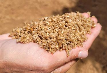 On compte environ 100 tonnes de drêches humides, soit l’équivalent  de 20 à 25 tonnes de matière sèche.