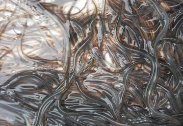 pêche illégale de civelles anguilles condamnation de pêcheurs