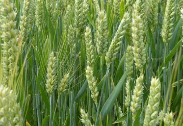 NBT NGT semences et plants innovation sélection variétale