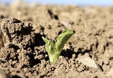 Les dates de semis des protéagineux de printemps sont à adapter à la zone  géographique.